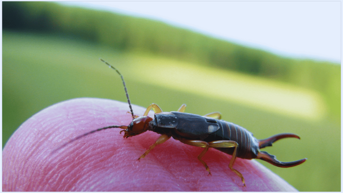 تفسير رؤية حشرة أبو مقص في المنام