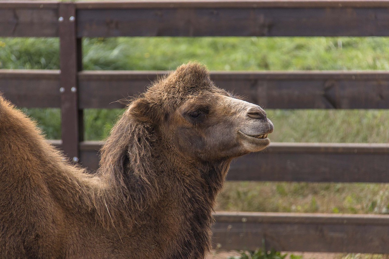 تفسير رؤية الجمل البني في المنام