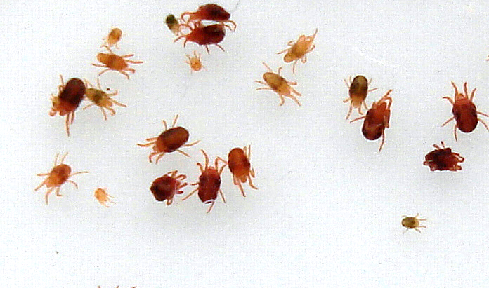 تفسير رؤية حشرة الفاش في المنام