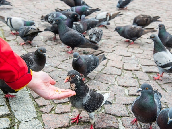 ما تفسير رؤية اطعام الحمام في المنام