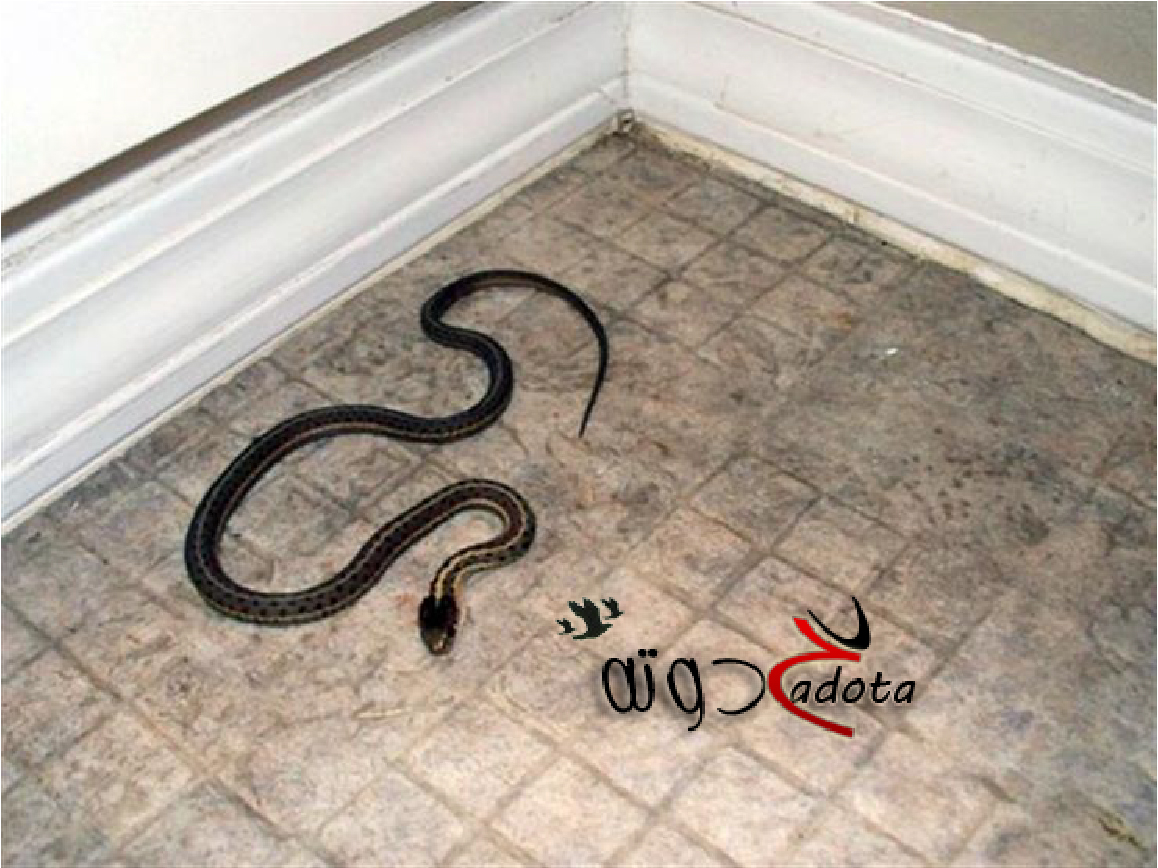 تفسير حلم رؤية الثعابين في البيت والخوف منها في المنام