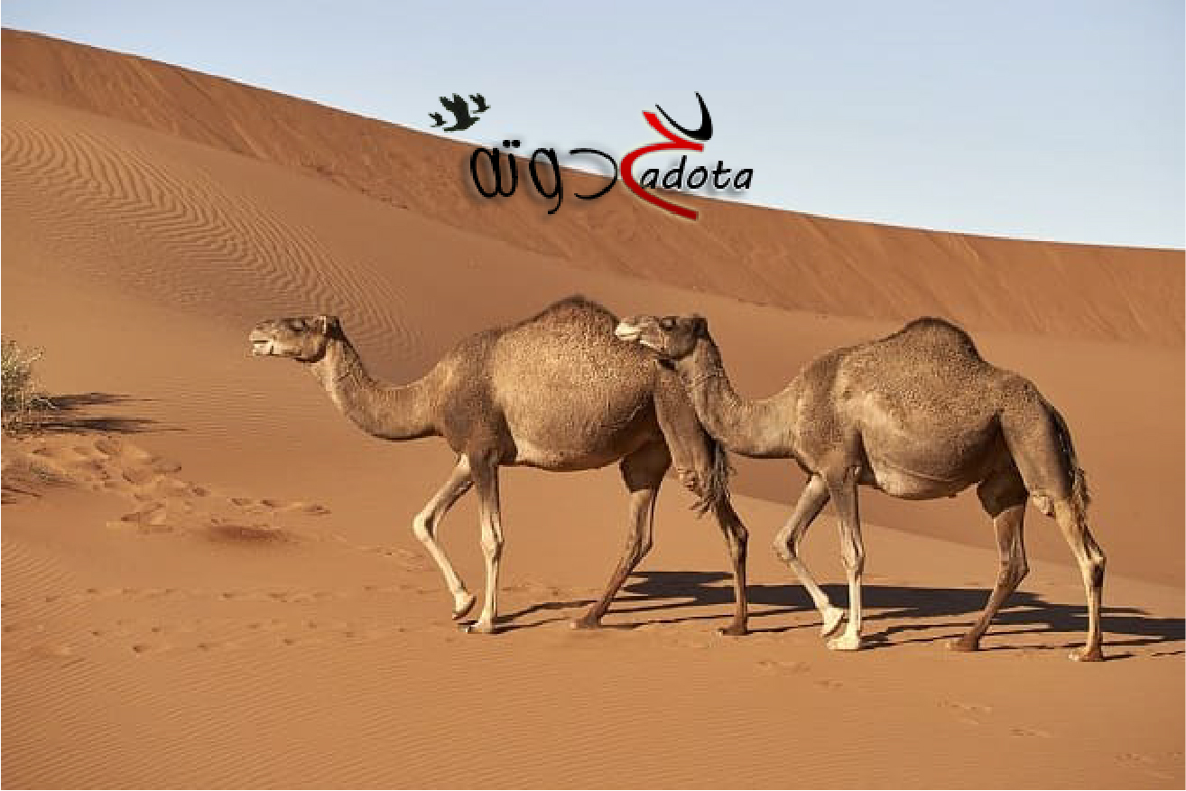 تفسير رؤية الإبل الكثيرة في المنام