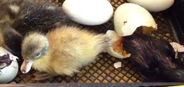 تفسير رؤية فقس بيض البط في المنام