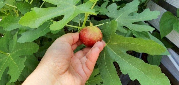 ما معنى قطف التين واكله في المنام