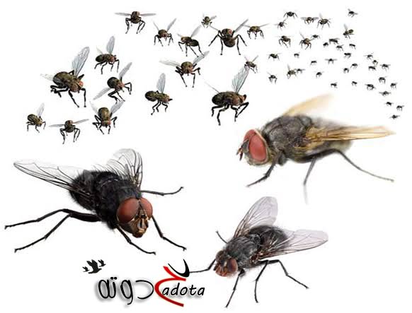 تفسير حلم رؤية كثرة الذباب في المنزل في المنام