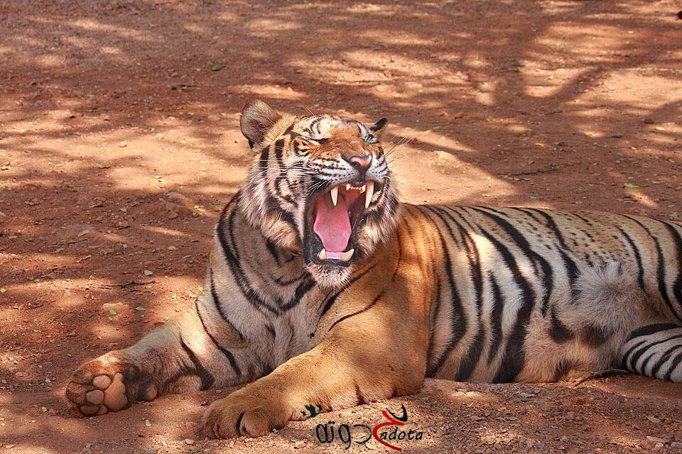 تفسير حلم رؤية الهروب من النمر في المنام