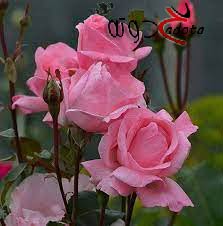 تفسير حلم رؤية الورد الزهري في المنام