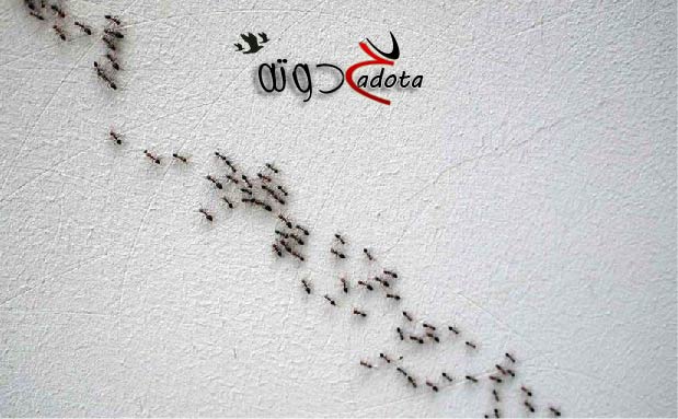 تفسير حلم رؤية الحشرات في سقف المنزل في المنام