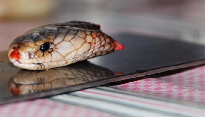 تفسير حلم رؤية ثعبان مقطوع الرأس في المنام