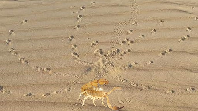 تفسير حلم رؤية جحر العقرب في المنام