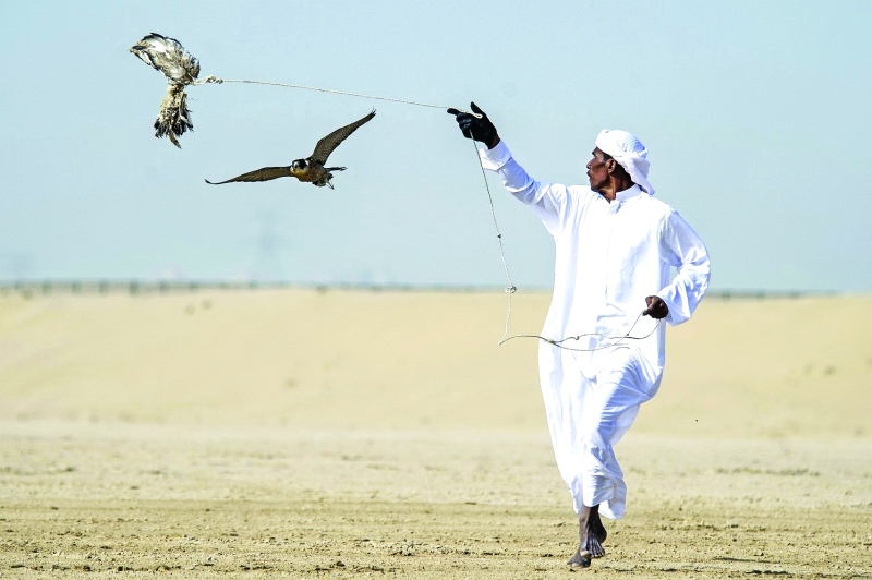 تفسير حلم رؤية صيد الصقر في المنام