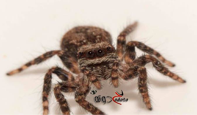 تفسير حلم رؤية عنكبوت سام في المنام