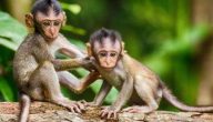 تفسير حلم رؤية قرود صغيرة في المنام